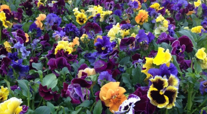 Plant of the Week “Sizzle Frizzle”